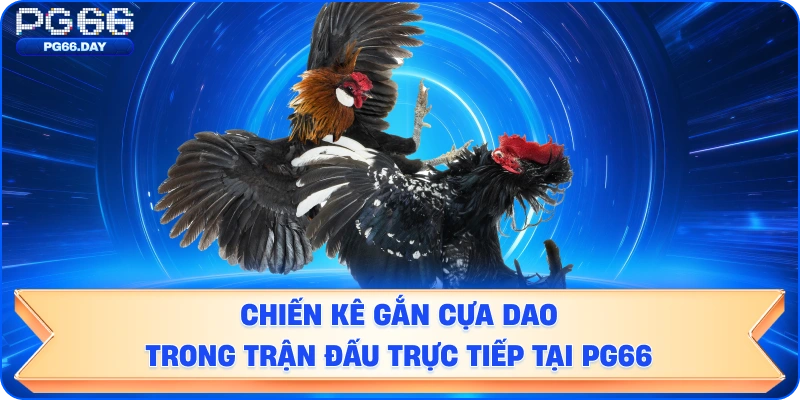 Chiến kê gắn cựa dao trong trận đấu trực tiếp tại PG66